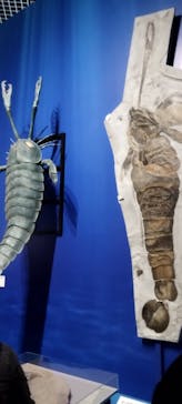 特別展「大絶滅展―生命史のビッグファイブ」に投稿された画像（2026/1/14）