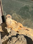 伊豆シャボテン動物公園に投稿された画像（2026/1/14）