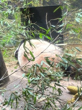 恩賜上野動物園に投稿された画像（2026/1/14）