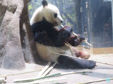 恩賜上野動物園に投稿された画像（2026/1/14）