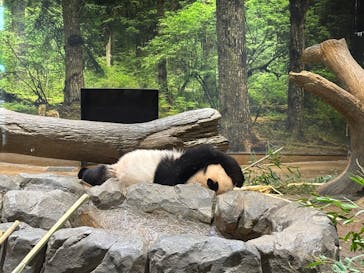 恩賜上野動物園に投稿された画像（2026/1/14）