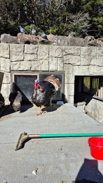 伊豆シャボテン動物公園に投稿された画像（2026/1/14）