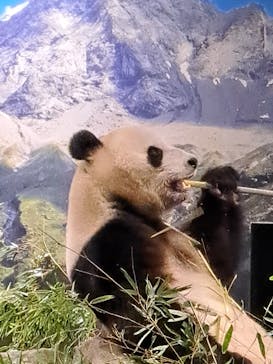 恩賜上野動物園に投稿された画像（2026/1/14）