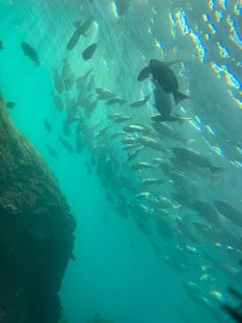 串本海中公園水族館に投稿された画像（2026/1/14）