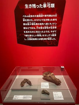 特別展「大絶滅展―生命史のビッグファイブ」に投稿された画像（2026/1/14）