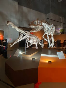 特別展「大絶滅展―生命史のビッグファイブ」に投稿された画像（2026/1/14）