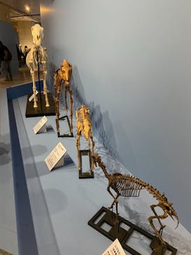 特別展「大絶滅展―生命史のビッグファイブ」に投稿された画像（2026/1/14）