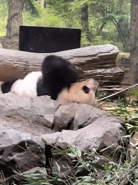 恩賜上野動物園に投稿された画像（2026/1/14）