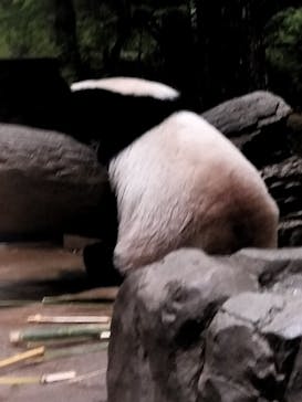 恩賜上野動物園に投稿された画像（2026/1/14）