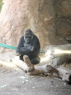 恩賜上野動物園に投稿された画像（2026/1/14）