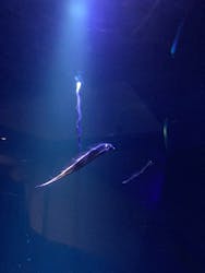 大分マリーンパレス水族館 「うみたまご」に投稿された画像（2026/1/14）