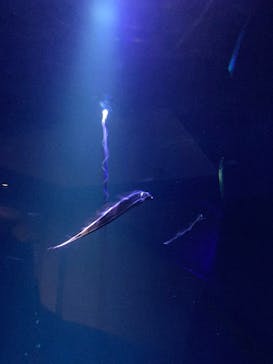 大分マリーンパレス水族館 「うみたまご」に投稿された画像（2026/1/14）