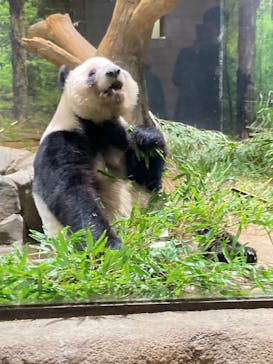 恩賜上野動物園に投稿された画像（2026/1/15）