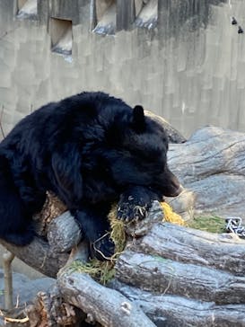 恩賜上野動物園に投稿された画像（2026/1/15）