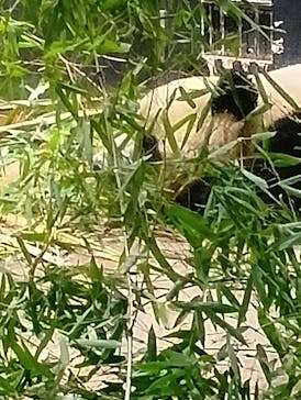 恩賜上野動物園に投稿された画像（2026/1/15）