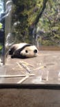 恩賜上野動物園に投稿された画像（2026/1/15）
