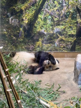 恩賜上野動物園に投稿された画像（2026/1/15）