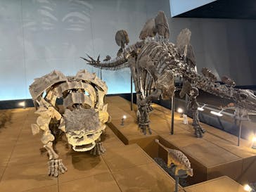 福井県立恐竜博物館に投稿された画像（2026/1/15）