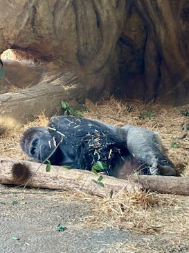 恩賜上野動物園に投稿された画像（2026/1/15）