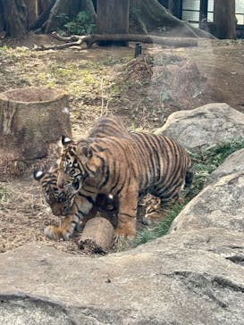 恩賜上野動物園に投稿された画像（2026/1/15）