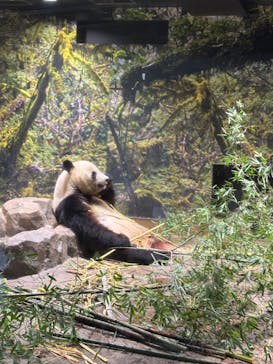 恩賜上野動物園に投稿された画像（2026/1/15）