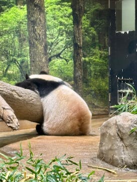 恩賜上野動物園に投稿された画像（2026/1/15）