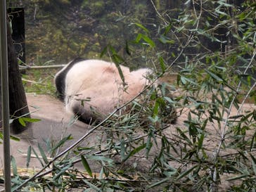 恩賜上野動物園に投稿された画像（2026/1/15）