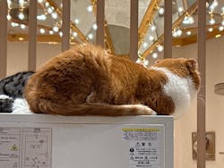 猫カフェモカ　イオンモール幕張新都心店に投稿された画像（2026/1/15）