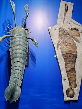 特別展「大絶滅展―生命史のビッグファイブ」に投稿された画像（2026/1/15）