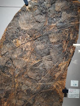 特別展「大絶滅展―生命史のビッグファイブ」に投稿された画像（2026/1/15）