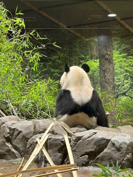 恩賜上野動物園に投稿された画像（2026/1/15）