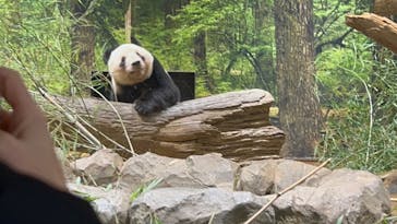 恩賜上野動物園に投稿された画像（2026/1/15）
