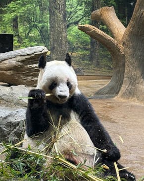 恩賜上野動物園に投稿された画像（2026/1/15）