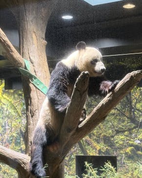 恩賜上野動物園に投稿された画像（2026/1/15）