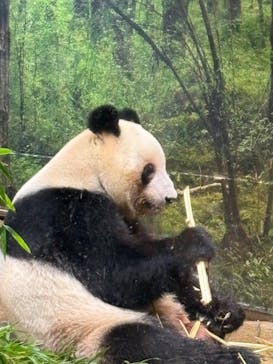 恩賜上野動物園に投稿された画像（2026/1/15）