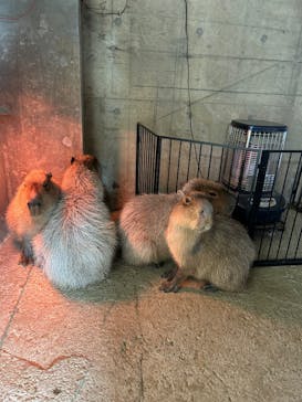 霞ケ浦 どうぶつとみんなのいえに投稿された画像（2026/1/15）