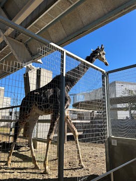 霞ケ浦 どうぶつとみんなのいえに投稿された画像（2026/1/15）