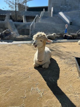 霞ケ浦 どうぶつとみんなのいえに投稿された画像（2026/1/15）