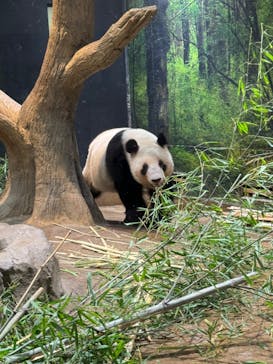 恩賜上野動物園に投稿された画像（2026/1/15）