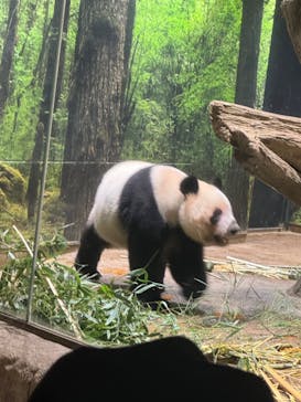 恩賜上野動物園に投稿された画像（2026/1/15）