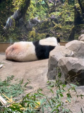 恩賜上野動物園に投稿された画像（2026/1/15）