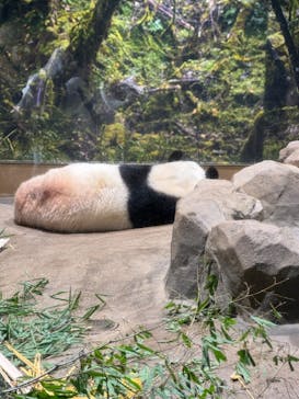 恩賜上野動物園に投稿された画像（2026/1/15）