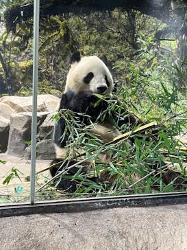 恩賜上野動物園に投稿された画像（2026/1/15）