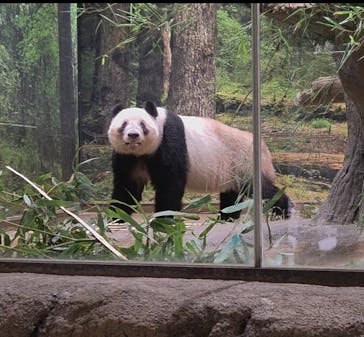 恩賜上野動物園に投稿された画像（2026/1/15）