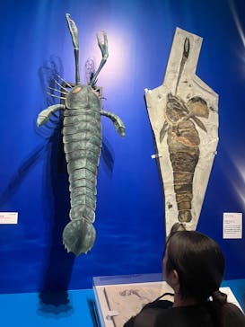 国立科学博物館に投稿された画像（2026/1/15）