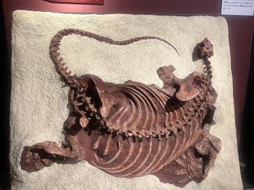 国立科学博物館に投稿された画像（2026/1/15）