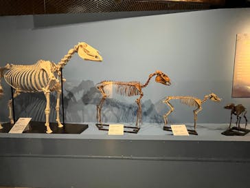 国立科学博物館に投稿された画像（2026/1/15）