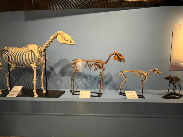 国立科学博物館の口コミ ｜『大絶滅展 生命史のビッグファ｜アソビュー！