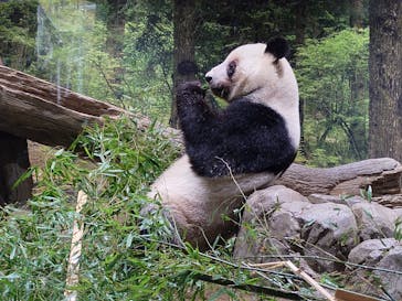 恩賜上野動物園に投稿された画像（2026/1/15）