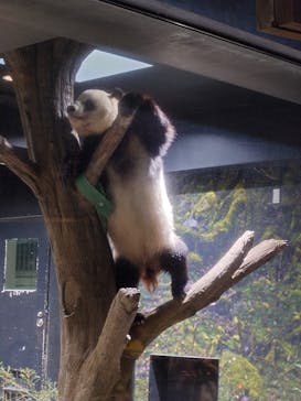 恩賜上野動物園に投稿された画像（2026/1/15）